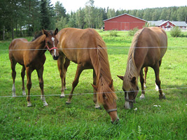 hevonen2
